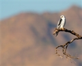 White-Tailed Kite, Jennifer Mancuso
